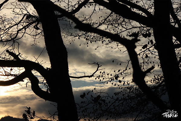 Feuilles et branches
