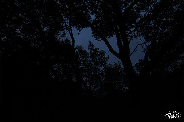 Nocturne forestier
