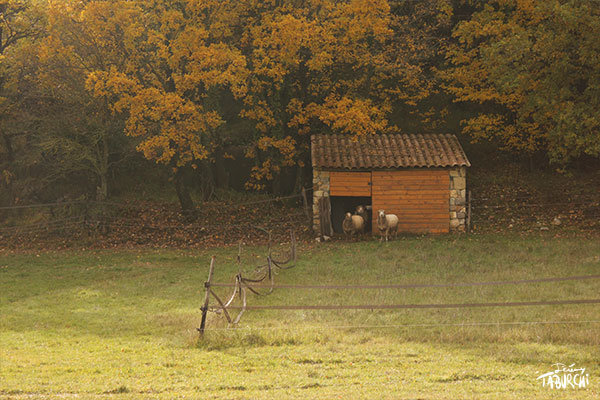 Paysage d’automne avec brebis