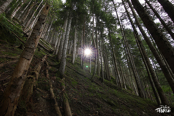 Une forêt du Bois Noir